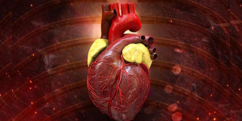 Types And Functions Of A Circulation System Of Heart
